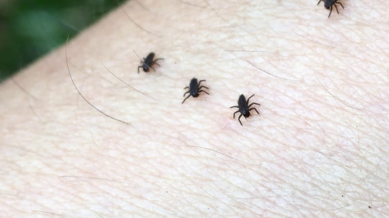 昆虫 これは何の虫でしょうか 産まれたばかりのてんとう虫の赤ちゃん Youtube