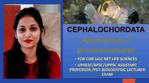 Cephalochordata| Amphioxus/Branchiostoma| PGT/GIC Biology |UPHESC Zoology|CSIR UGC NET|Kumkum Gautam
