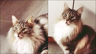 Double meow | Norwegian forest cats