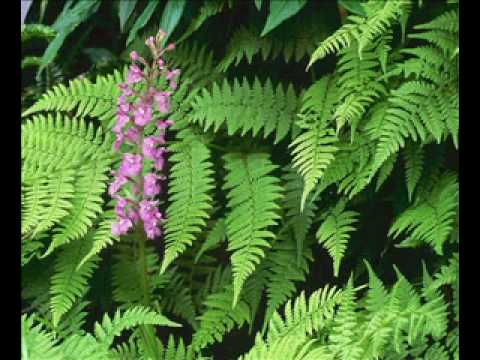 Ach Bakkak Ya Nouwara 