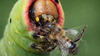 Гусеницы на Мясной Диете: Что Происходит? screenshot 2