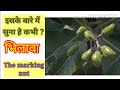   bhilawa  semecarpus anacardium    bhela  bhilamo  bilawa  marking nut