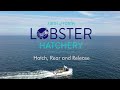 Learn about the work of the Firth of Forth Lobster Hatchery