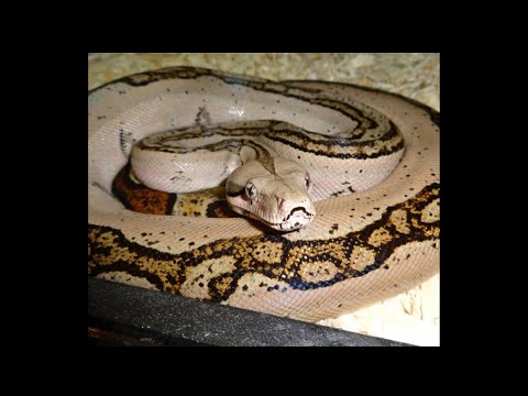 boa constrictor care boa constrictor care