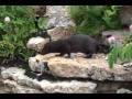 American Mink  looking for its breakfast at a salmon river