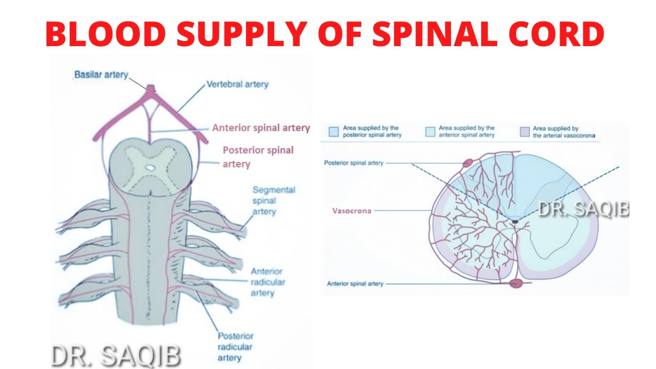 Blood Supply of Spinal Cord YouTube