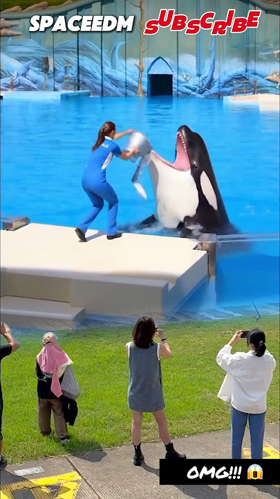 OMG! AN ORCA ASKED THIS WOMAN FOR A FISH - YouTube