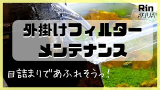 【アクアリウム】外掛けフィルターを掃除＆ろ材交換｜紅木化石水槽Part5