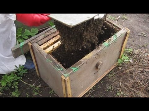 Вопрос: Как сделать ловушку для пчел плотников?