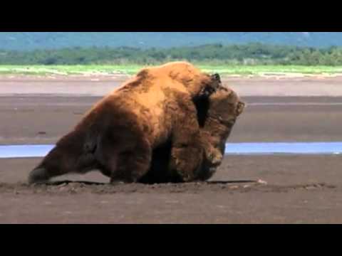 Joe Rogan on Grizzly Man