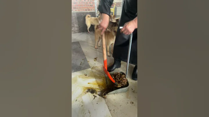 💔 1,700 Lives, Most Too Old to Be Wanted  Inside Our Struggling Animal Shelter for Senior Dogs