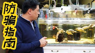 【亮哥養魚】閒魚或其它網絡平台購買觀賞魚及寵物龜不完全防騙指南