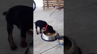 royal canin for doberman puppy