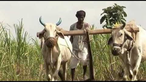 Farmer Support Programme India: Solidaridad Managing Director Shatadru Chattopadhayay