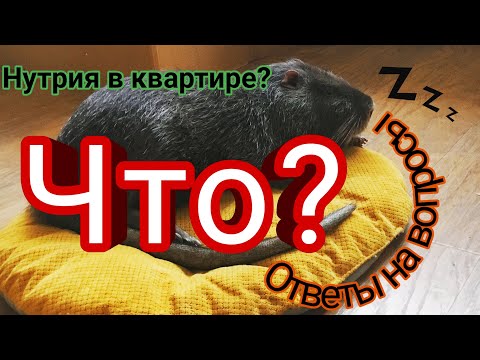 Нутрия в квартире. Ответы на вопросы
