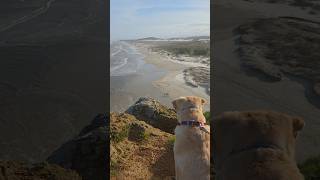 Жизнь русской собаки в Бразилии 🐶 #Torres #RS A vida da cachorra russa no #Brasil 🇧🇷