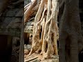 El increíble Templo Perdido Ta Prohm🕍🤔 #curiosidades #datoscurisos #youtubeshorts#sabiasque  #viral