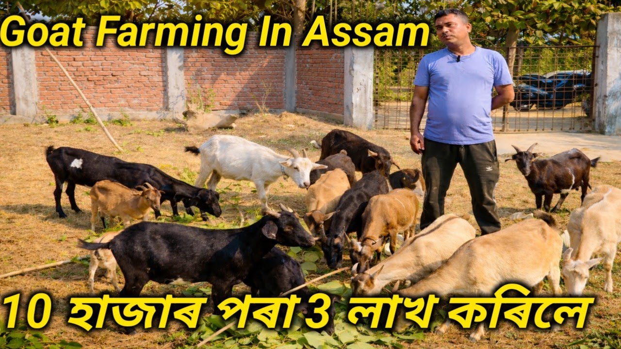 Goat Farming in Assam | Kom Khorosot Besi Profit | Complete Business Guide | ছাগলী ফাৰ্ম 