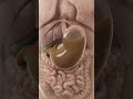 Eat Chia Seeds? Here is what happens inside your stomach…#shorts #humanbody #science