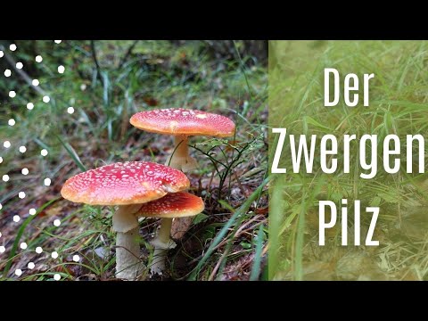 Der Fliegenpilz. Ist er so giftig? Und auf was wir unbedingt achten sollten.