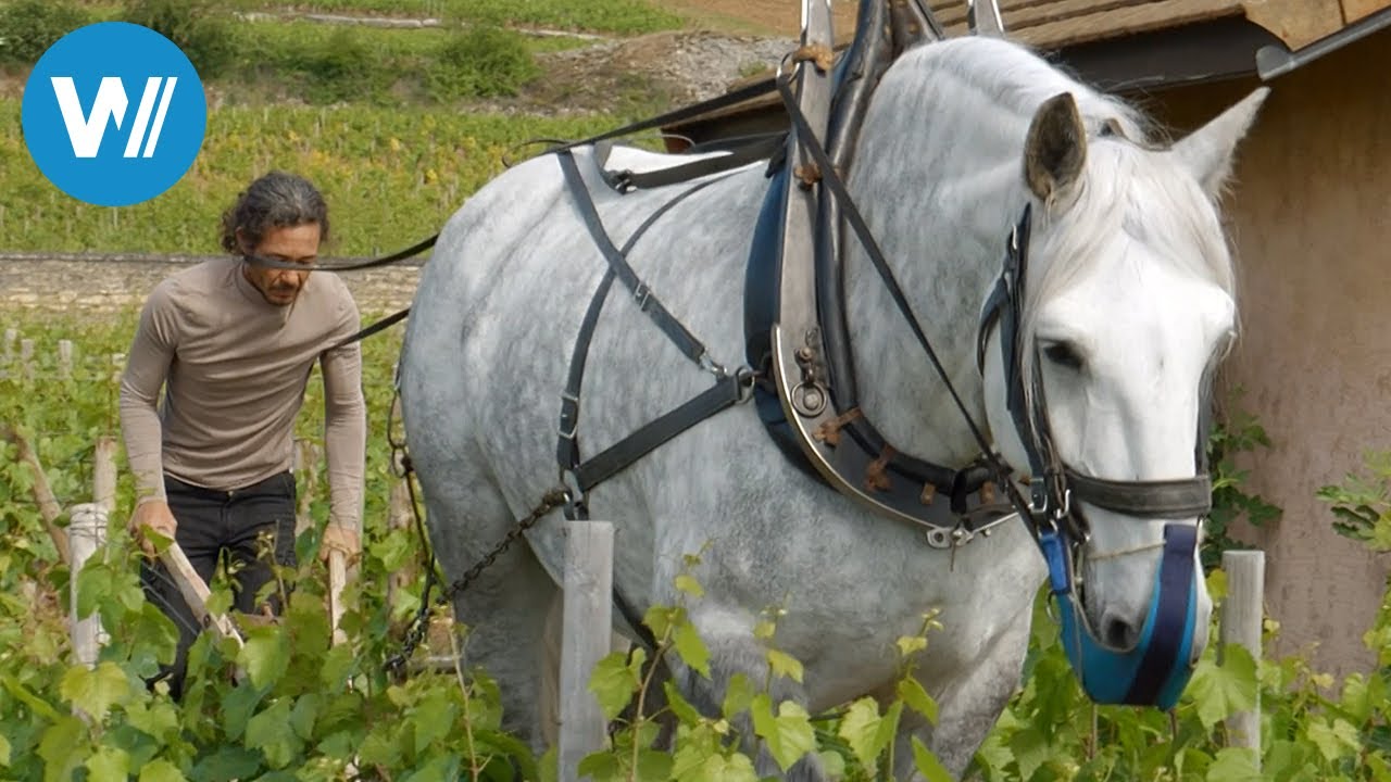 THE AMERICAN PAINT HORSE