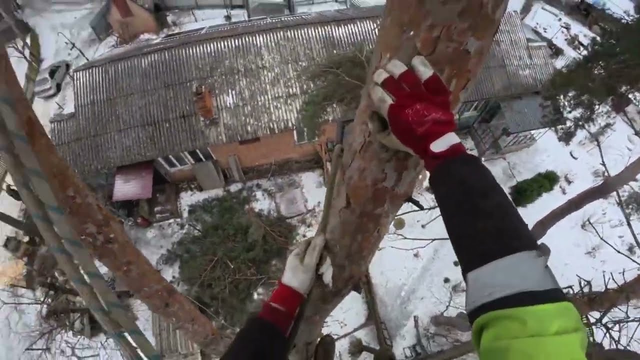 Видалення аварійної 20 метрової сосни над будинком!