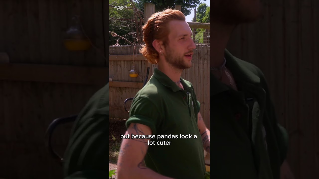 Wild vs domestic camels - Conservation HQ - Episode 6