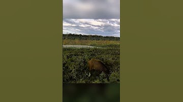 Very close Range Boar Hunting Shot 🎯😳😱 #boarhunting #wildlife