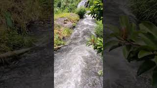 Rushing clear river water flows swiftly #rushingwater #clearriver #waterflow #naturalbeauty #shorts
