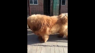 china famous red tibetan mastiff