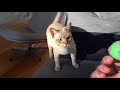 Bronson the Australian Mist cat playing fetch の動画、YouTube動画。