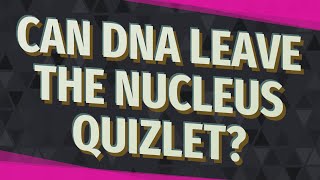 Can DNA leave the nucleus quizlet?