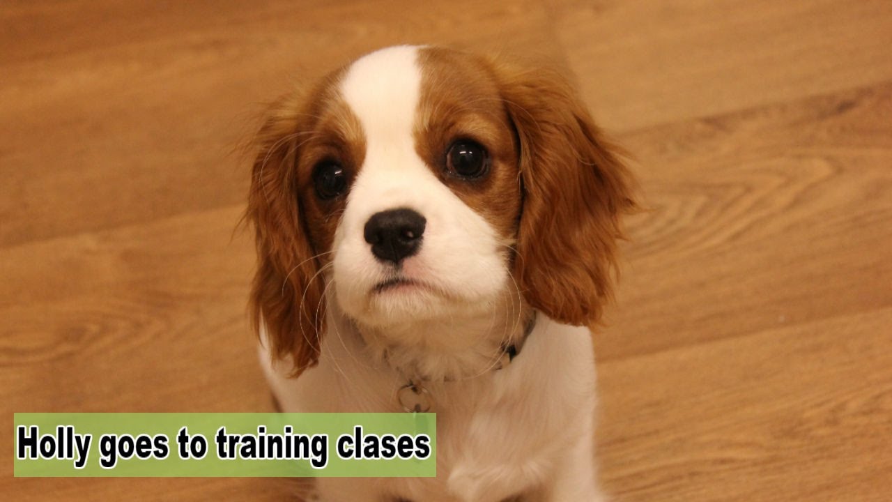 Holly goes to training classes Cavalier King Charles Spaniel YouTube