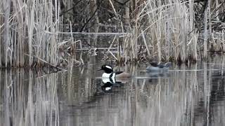 hooded merganser