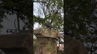 Rond Danse macabre dwaalt een ogenschijnlijk aimabel zwart katje rond in De Efteling