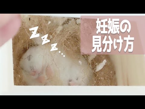 【Djungarian hamster】How to distinguish pregnancy