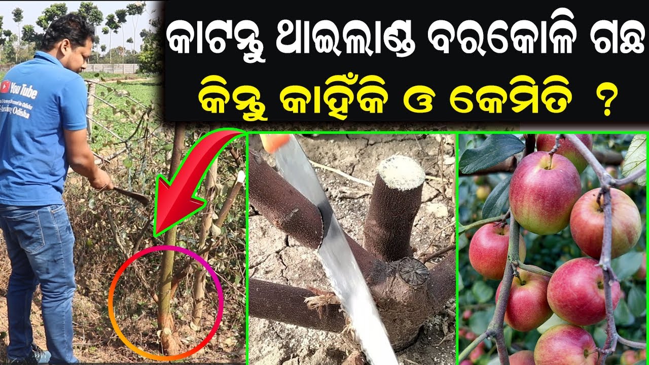 ଥାଇଲାଣ୍ଡ ବରକୋଳି ଗଛ କେମିତି କଟିବେ || How to Pruning Thailand Appleber Plant. #efarmingodisha