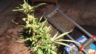 Critical Runtz Harvest (Phenotype #2)