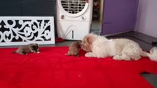 Shih Tzu Playing with Lhasa Apso Puppies