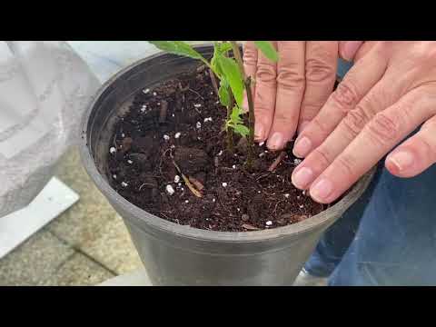 Vídeo: Una Mica Sobre La Preparació De Llavors Per Sembrar