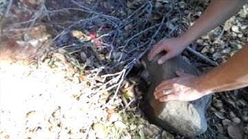 The Blair Witch Bug Hunt - Noah