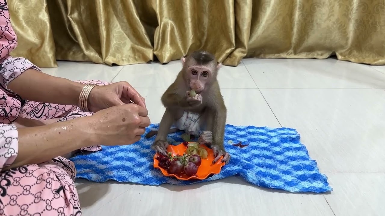 Cute JOBI monkey take grapes and plate to Mom to feed