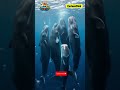 whales never fully sleep #whales  #oceanfacts #didyouknow  #sciencefacts  #fyp #viralvideo