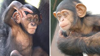 Two babies are related by blood, Furuto and Mikan's babies　Asahiyama ZooTama Zoo　Chimpanzee　202209