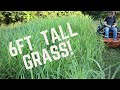 MOWING 6 FT TALL GRASS - Mowing Tall, Thick Grass (Extremely Overgrown!) with Scag Zero Turn Mower