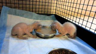 Peterbald Kittens Eating by mkant69 322 views 12 years ago 15 seconds