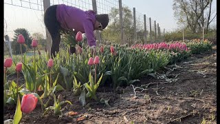 Tulip Update : Mother's Day Preps! : Flower Hill Farm