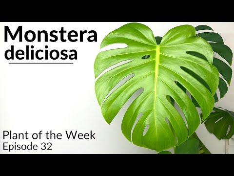मॉन्स्टेरा डेलिसिओसा की देखभाल कैसे करें | सप्ताह का पौधा एप। 32