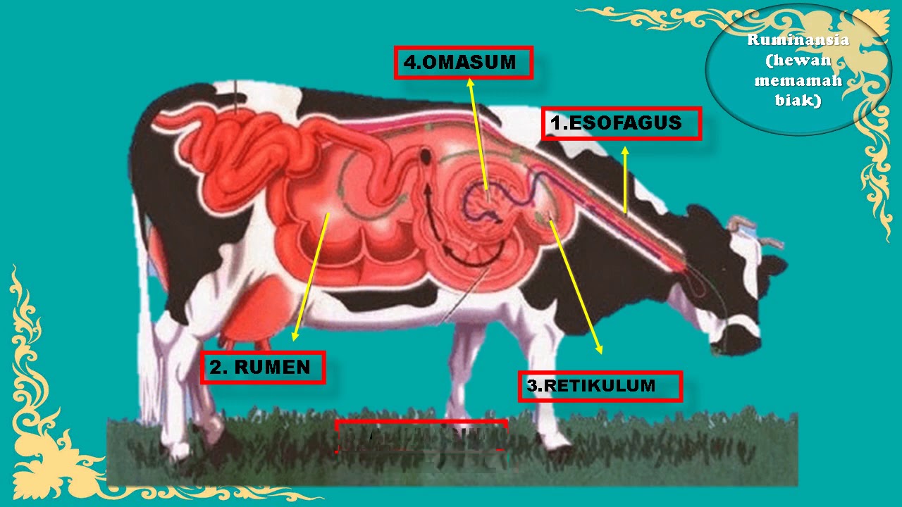  ORGAN  ORGAN  PENCERNAAN HEWAN  DAN  FUNGSINYAIPA TEMATIK 