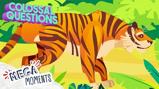 Why do tigers have stripes? 🐯 | Colossal Questions | Science for Kids 🧬